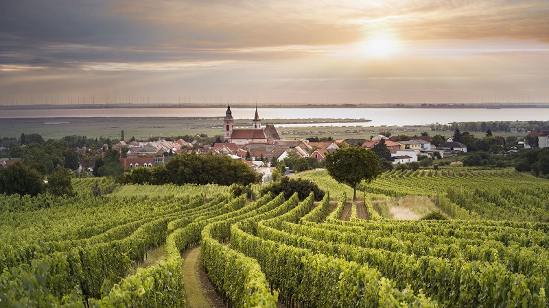Burgenland Vineyards
